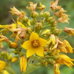 FuturePlanter Gewöhnlicher Gilbweiderich (Lysimachia Vulgaris) Alle Pflanzen Im Shop