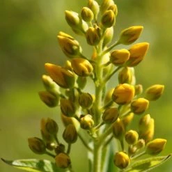 FuturePlanter Gewöhnlicher Gilbweiderich (Lysimachia Vulgaris) Alle Pflanzen Im Shop