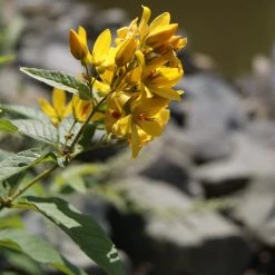 FuturePlanter Gewöhnlicher Gilbweiderich (Lysimachia Vulgaris) Alle Pflanzen Im Shop