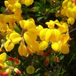 FuturePlanter Alle Pflanzen Im Shop Gewöhnlicher Hornklee (Lotus Corniculatus)