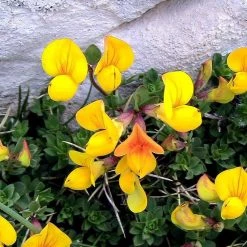 FuturePlanter Alle Pflanzen Im Shop Gewöhnlicher Hornklee (Lotus Corniculatus)