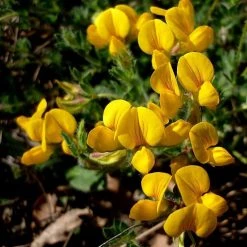 FuturePlanter Alle Pflanzen Im Shop Gewöhnlicher Hornklee (Lotus Corniculatus)