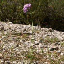 FuturePlanter Glänzende Skabiose (Scabiosa Lucida)