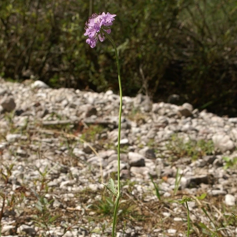 FuturePlanter Glänzende Skabiose (Scabiosa Lucida) 2 FuturePlanter Glänzende Skabiose (Scabiosa Lucida)