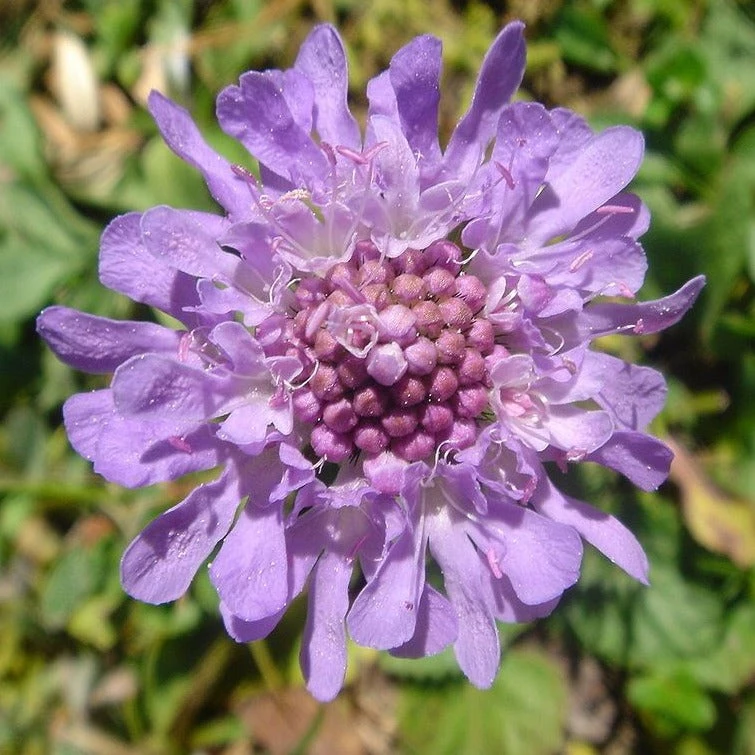 FuturePlanter Glänzende Skabiose (Scabiosa Lucida) 3 FuturePlanter Glänzende Skabiose (Scabiosa Lucida)