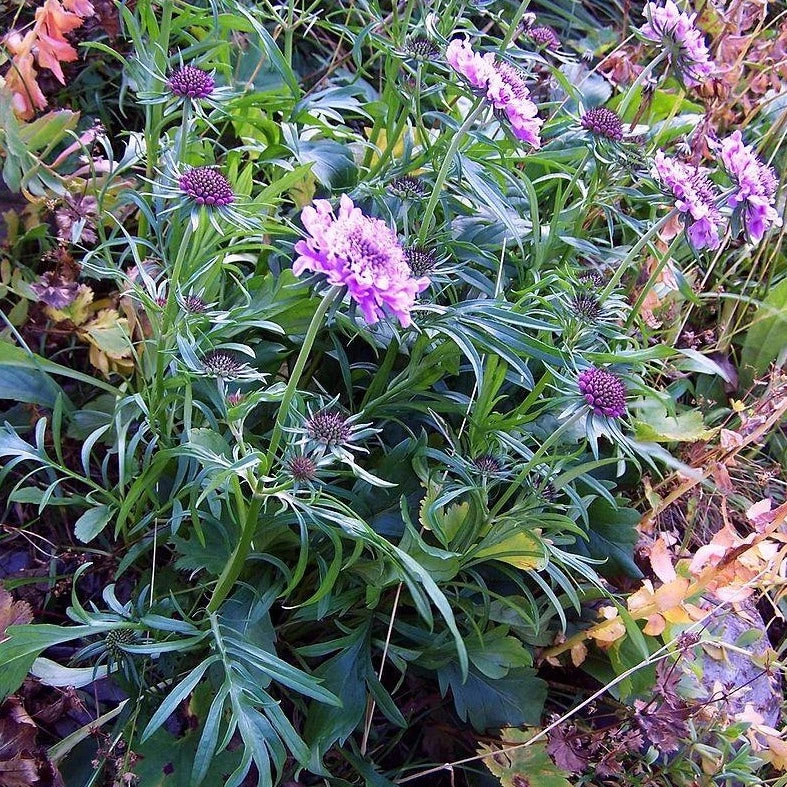 FuturePlanter Glänzende Skabiose (Scabiosa Lucida) 8 FuturePlanter Glänzende Skabiose (Scabiosa Lucida)