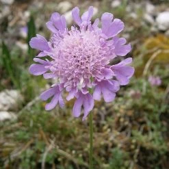 FuturePlanter Glänzende Skabiose (Scabiosa Lucida) 12 FuturePlanter Glänzende Skabiose (Scabiosa Lucida)