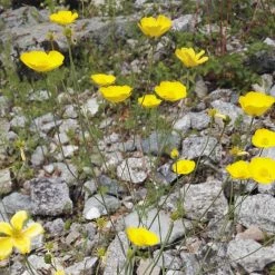 FuturePlanter Grasblättriger Hahnenfuss (Ranunculus Gramineus)