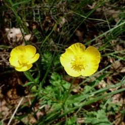 FuturePlanter Grasblättriger Hahnenfuss (Ranunculus Gramineus)