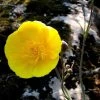 FuturePlanter Grasblättriger Hahnenfuss (Ranunculus Gramineus)