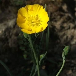 FuturePlanter Grasblättriger Hahnenfuss (Ranunculus Gramineus)