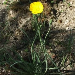 FuturePlanter Grasblättriger Hahnenfuss (Ranunculus Gramineus)