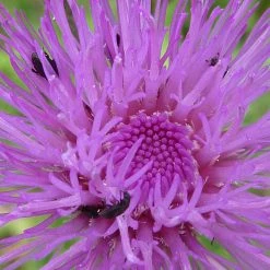 FuturePlanter Alle Pflanzen Im Shop Graue Kratzdistel (Cirsium Canum) 14 FuturePlanter Alle Pflanzen Im Shop Graue Kratzdistel (Cirsium Canum)