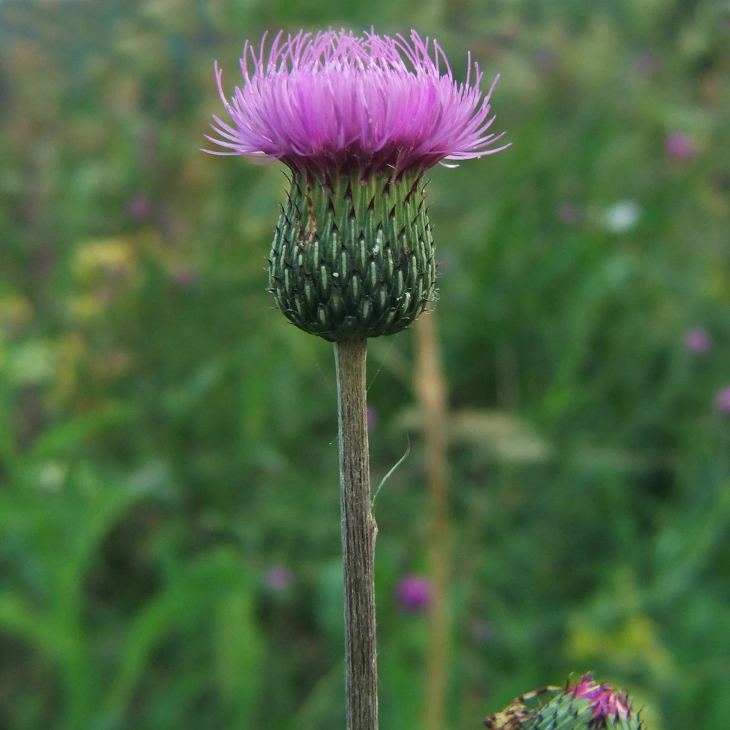 FuturePlanter Alle Pflanzen Im Shop Graue Kratzdistel (Cirsium Canum) 1 FuturePlanter Alle Pflanzen Im Shop Graue Kratzdistel (Cirsium Canum)