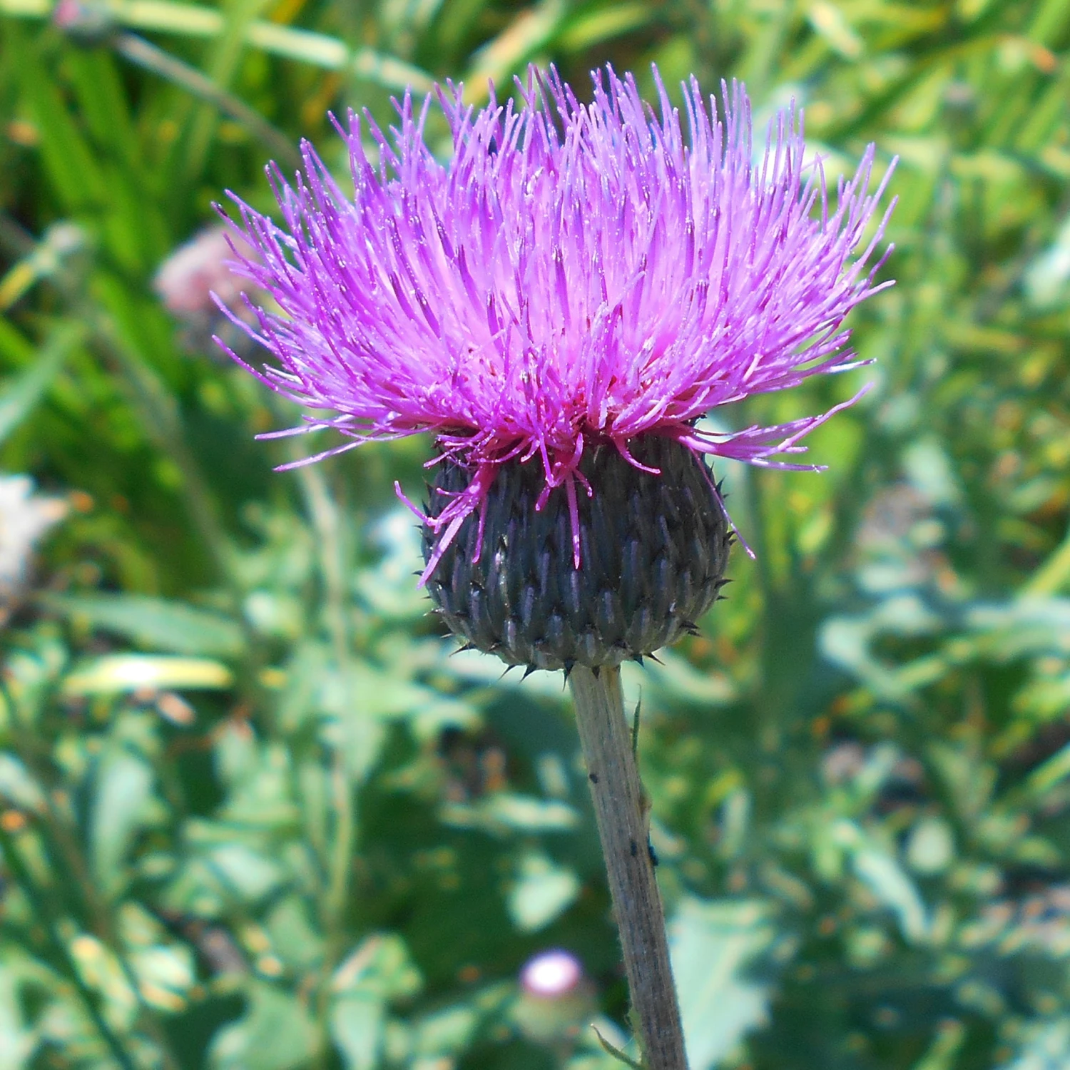 FuturePlanter Alle Pflanzen Im Shop Graue Kratzdistel (Cirsium Canum) 2 FuturePlanter Alle Pflanzen Im Shop Graue Kratzdistel (Cirsium Canum)