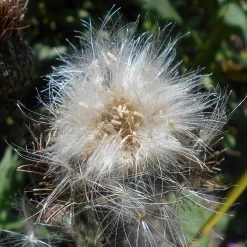 FuturePlanter Alle Pflanzen Im Shop Graue Kratzdistel (Cirsium Canum) 15 FuturePlanter Alle Pflanzen Im Shop Graue Kratzdistel (Cirsium Canum)