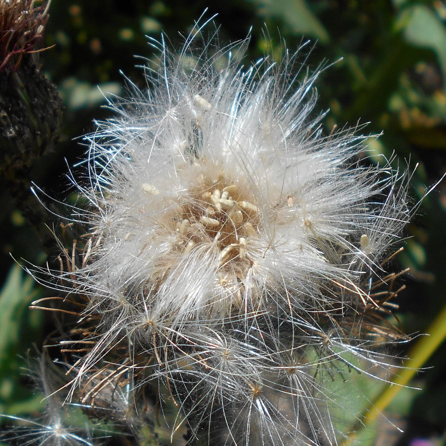 FuturePlanter Alle Pflanzen Im Shop Graue Kratzdistel (Cirsium Canum) 8 FuturePlanter Alle Pflanzen Im Shop Graue Kratzdistel (Cirsium Canum)