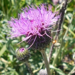 FuturePlanter Alle Pflanzen Im Shop Graue Kratzdistel (Cirsium Canum) 11 FuturePlanter Alle Pflanzen Im Shop Graue Kratzdistel (Cirsium Canum)