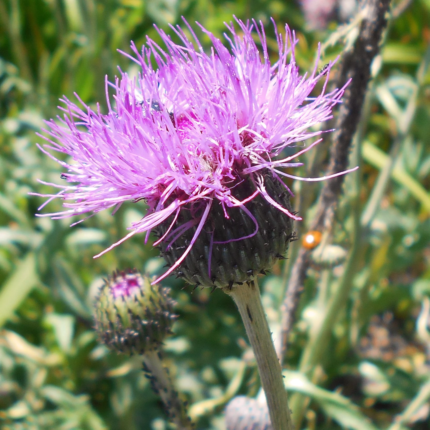 FuturePlanter Alle Pflanzen Im Shop Graue Kratzdistel (Cirsium Canum) 4 FuturePlanter Alle Pflanzen Im Shop Graue Kratzdistel (Cirsium Canum)
