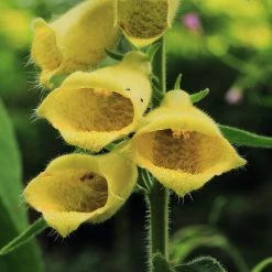 FuturePlanter Alle Pflanzen Im Shop Grossblütiger Fingerhut (Digitalis Grandiflora)