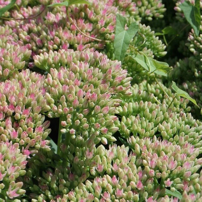 FuturePlanter Grosse Fetthenne (Sedum Telephium) 7 FuturePlanter Grosse Fetthenne (Sedum Telephium)
