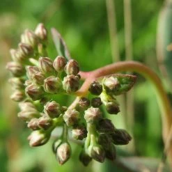 FuturePlanter Grosse Fetthenne (Sedum Telephium) 15 FuturePlanter Grosse Fetthenne (Sedum Telephium)