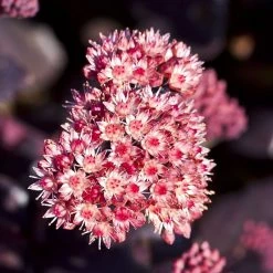 FuturePlanter Grosse Fetthenne (Sedum Telephium)