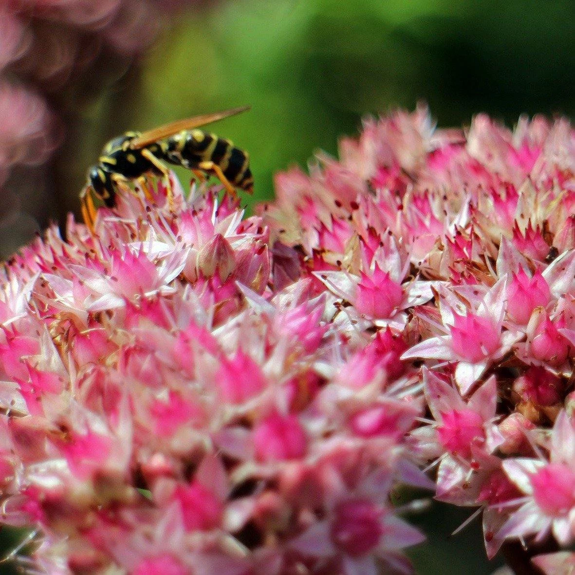 FuturePlanter Grosse Fetthenne (Sedum Telephium) 2 FuturePlanter Grosse Fetthenne (Sedum Telephium)