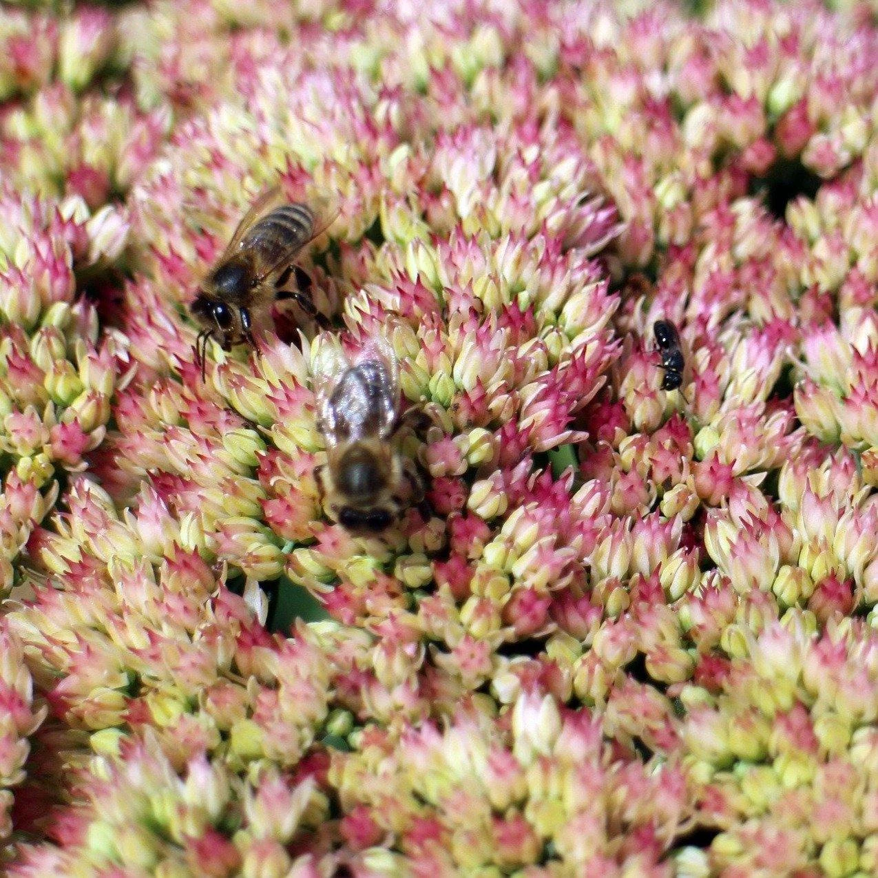 FuturePlanter Grosse Fetthenne (Sedum Telephium) 4 FuturePlanter Grosse Fetthenne (Sedum Telephium)
