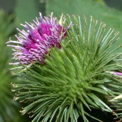 FuturePlanter Alle Pflanzen Im Shop Grosse Klette (Arctium Lappa) 10 FuturePlanter Alle Pflanzen Im Shop Grosse Klette (Arctium Lappa)