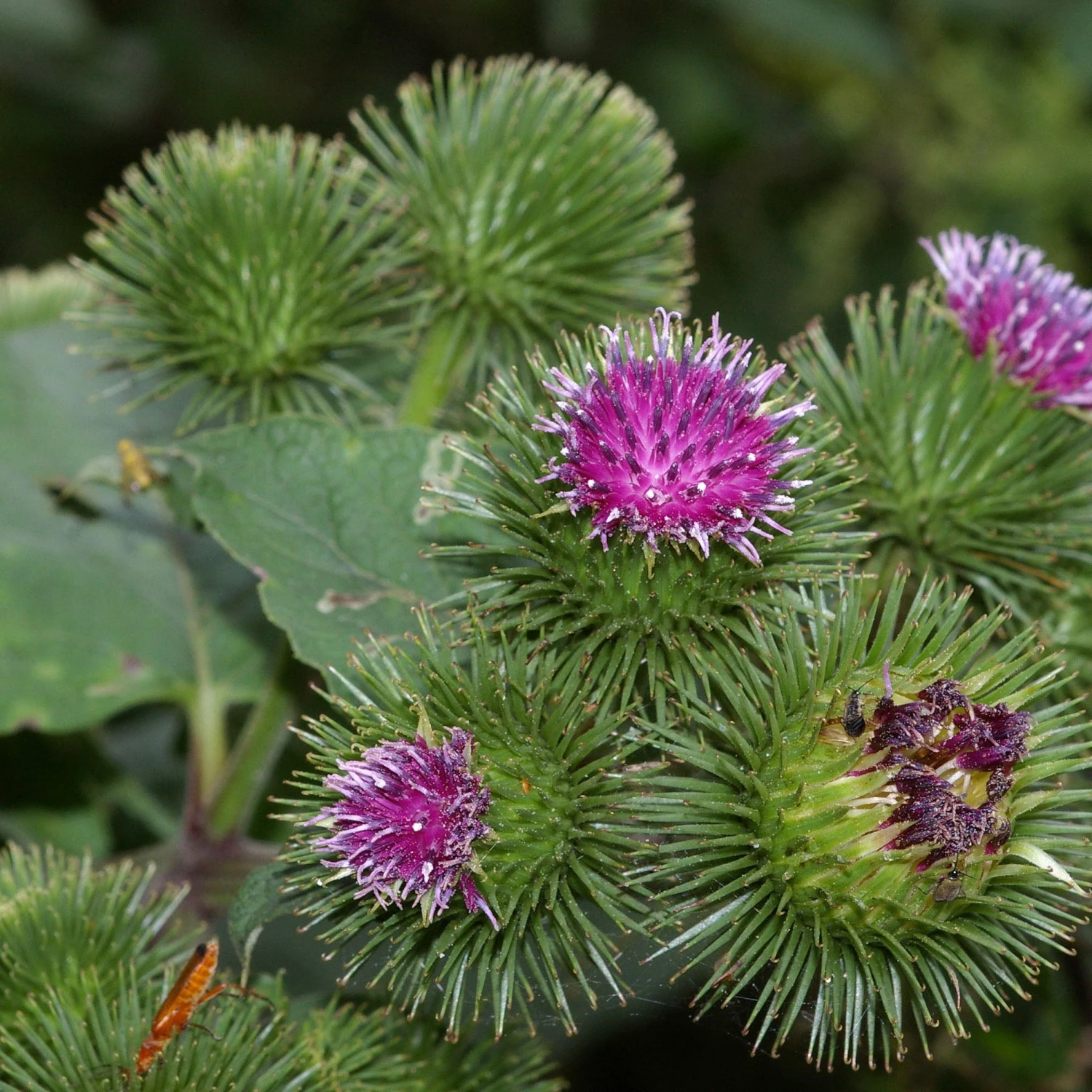 FuturePlanter Alle Pflanzen Im Shop Grosse Klette (Arctium Lappa) 4 FuturePlanter Alle Pflanzen Im Shop Grosse Klette (Arctium Lappa)