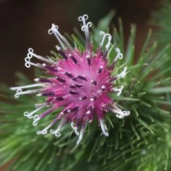 FuturePlanter Alle Pflanzen Im Shop Grosse Klette (Arctium Lappa) 12 FuturePlanter Alle Pflanzen Im Shop Grosse Klette (Arctium Lappa)