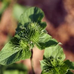 FuturePlanter Alle Pflanzen Im Shop Grosse Klette (Arctium Lappa) 14 FuturePlanter Alle Pflanzen Im Shop Grosse Klette (Arctium Lappa)