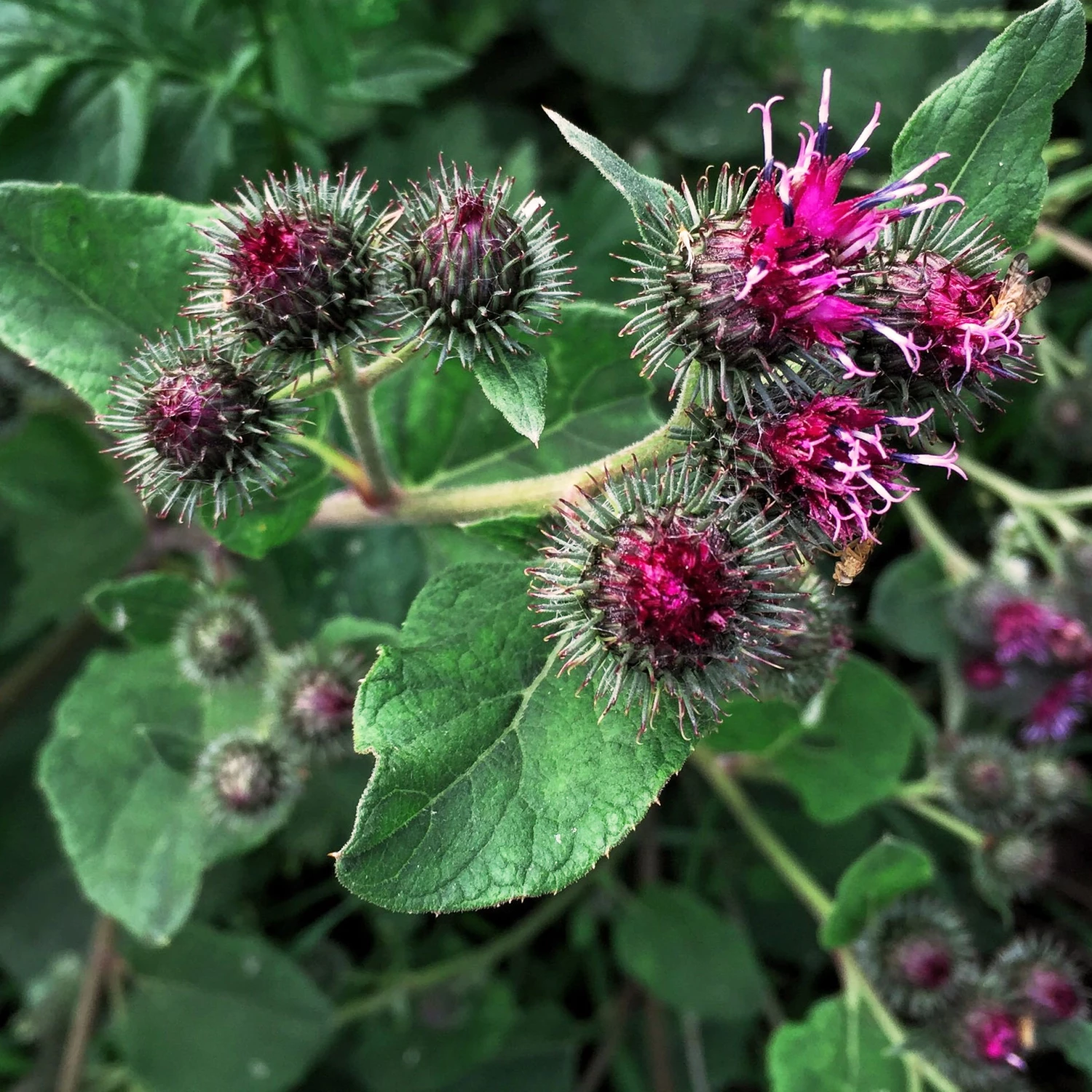 FuturePlanter Alle Pflanzen Im Shop Grosse Klette (Arctium Lappa) 6 FuturePlanter Alle Pflanzen Im Shop Grosse Klette (Arctium Lappa)