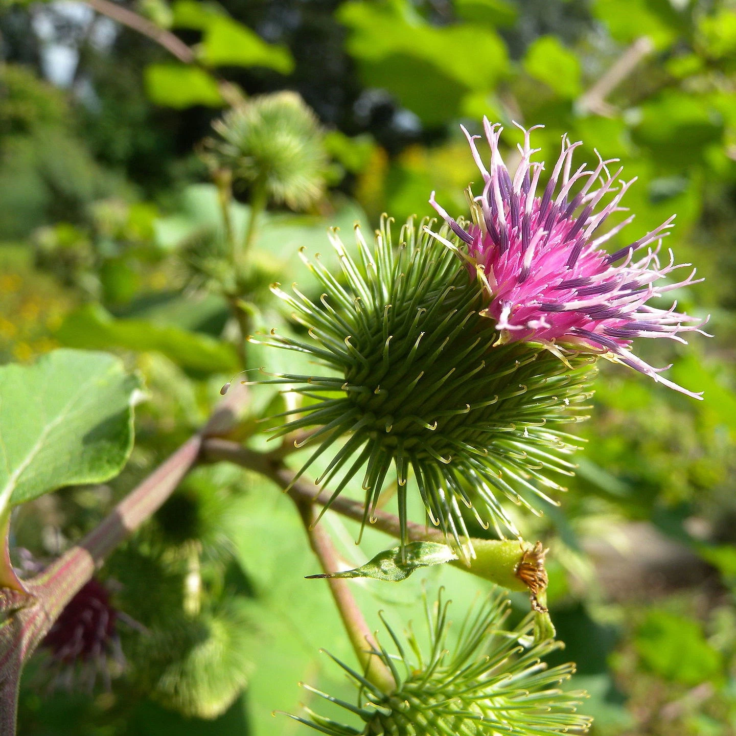 FuturePlanter Alle Pflanzen Im Shop Grosse Klette (Arctium Lappa) 2 FuturePlanter Alle Pflanzen Im Shop Grosse Klette (Arctium Lappa)