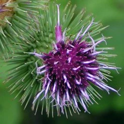 FuturePlanter Alle Pflanzen Im Shop Grosse Klette (Arctium Lappa)