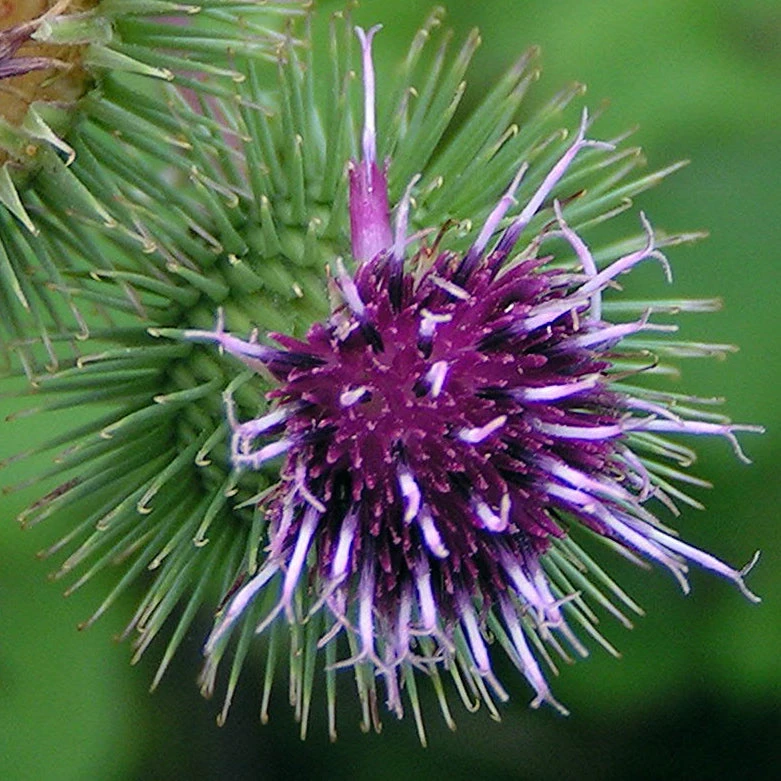 FuturePlanter Alle Pflanzen Im Shop Grosse Klette (Arctium Lappa) 1 FuturePlanter Alle Pflanzen Im Shop Grosse Klette (Arctium Lappa)