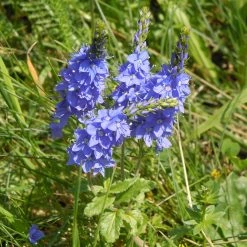 FuturePlanter Alle Pflanzen Im Shop Grosser Ehrenpreis (Veronica Teucrium) 11 FuturePlanter Alle Pflanzen Im Shop Grosser Ehrenpreis (Veronica Teucrium)