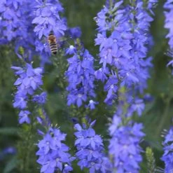 FuturePlanter Alle Pflanzen Im Shop Grosser Ehrenpreis (Veronica Teucrium)