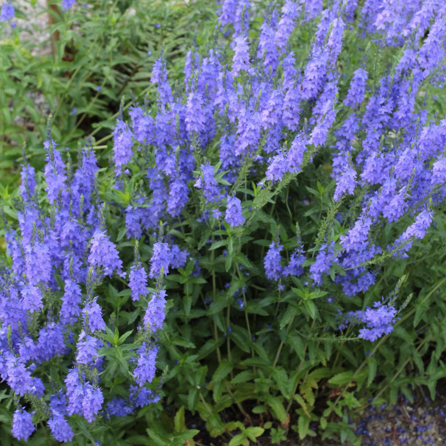 FuturePlanter Alle Pflanzen Im Shop Grosser Ehrenpreis (Veronica Teucrium) 5 FuturePlanter Alle Pflanzen Im Shop Grosser Ehrenpreis (Veronica Teucrium)