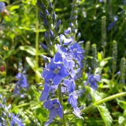 FuturePlanter Alle Pflanzen Im Shop Grosser Ehrenpreis (Veronica Teucrium) 14 FuturePlanter Alle Pflanzen Im Shop Grosser Ehrenpreis (Veronica Teucrium)