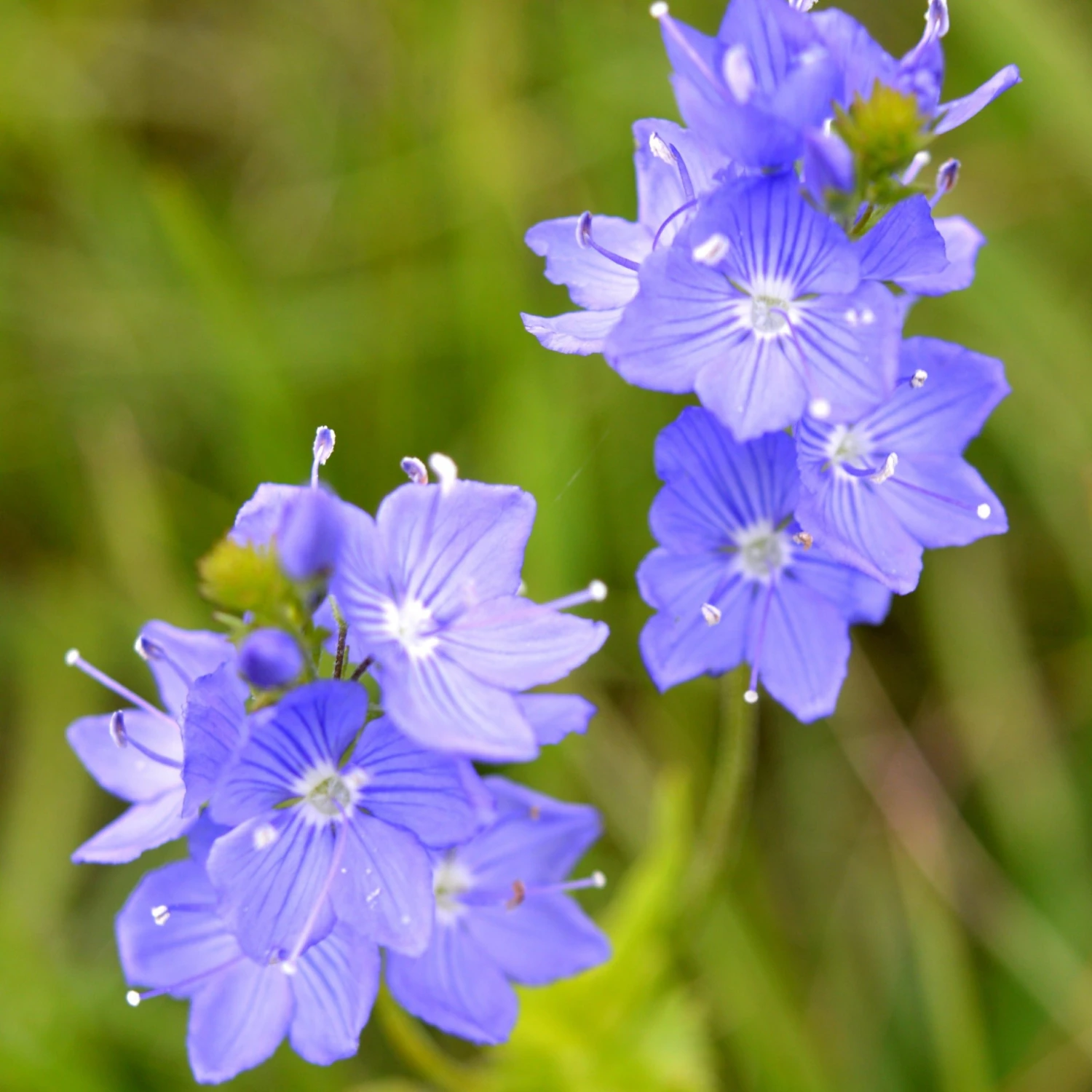 FuturePlanter Alle Pflanzen Im Shop Grosser Ehrenpreis (Veronica Teucrium) 1 FuturePlanter Alle Pflanzen Im Shop Grosser Ehrenpreis (Veronica Teucrium)