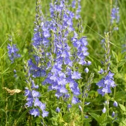 FuturePlanter Alle Pflanzen Im Shop Grosser Ehrenpreis (Veronica Teucrium) 10 FuturePlanter Alle Pflanzen Im Shop Grosser Ehrenpreis (Veronica Teucrium)