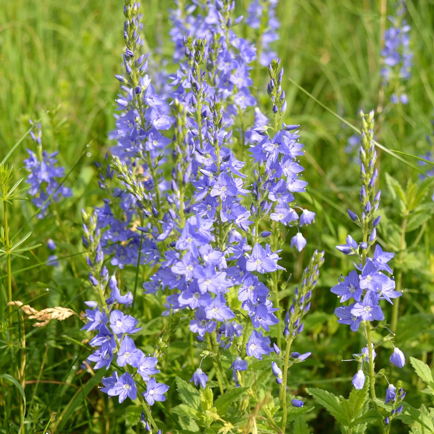 FuturePlanter Alle Pflanzen Im Shop Grosser Ehrenpreis (Veronica Teucrium) 3 FuturePlanter Alle Pflanzen Im Shop Grosser Ehrenpreis (Veronica Teucrium)
