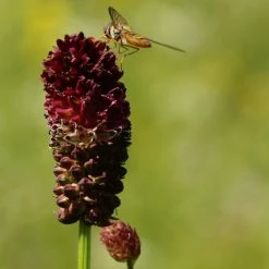 FuturePlanter Alle Pflanzen Im Shop Grosser Wiesenknopf (Sanguisorba Officinalis) 7 FuturePlanter Alle Pflanzen Im Shop Grosser Wiesenknopf (Sanguisorba Officinalis)