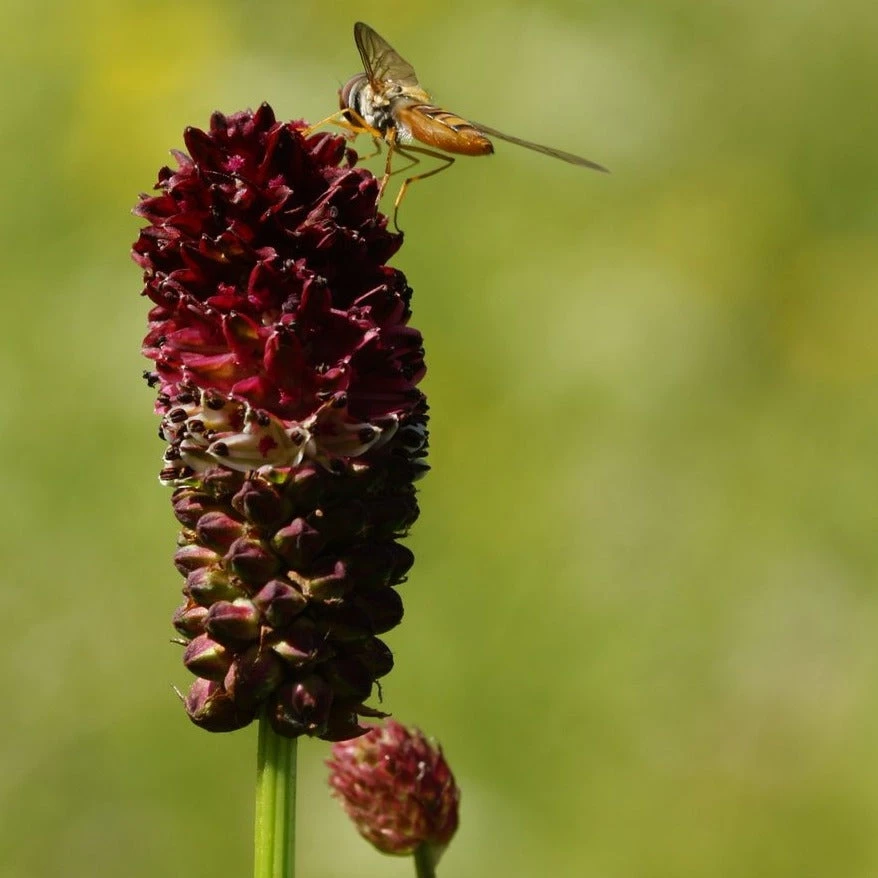 FuturePlanter Alle Pflanzen Im Shop Grosser Wiesenknopf (Sanguisorba Officinalis) 4 FuturePlanter Alle Pflanzen Im Shop Grosser Wiesenknopf (Sanguisorba Officinalis)