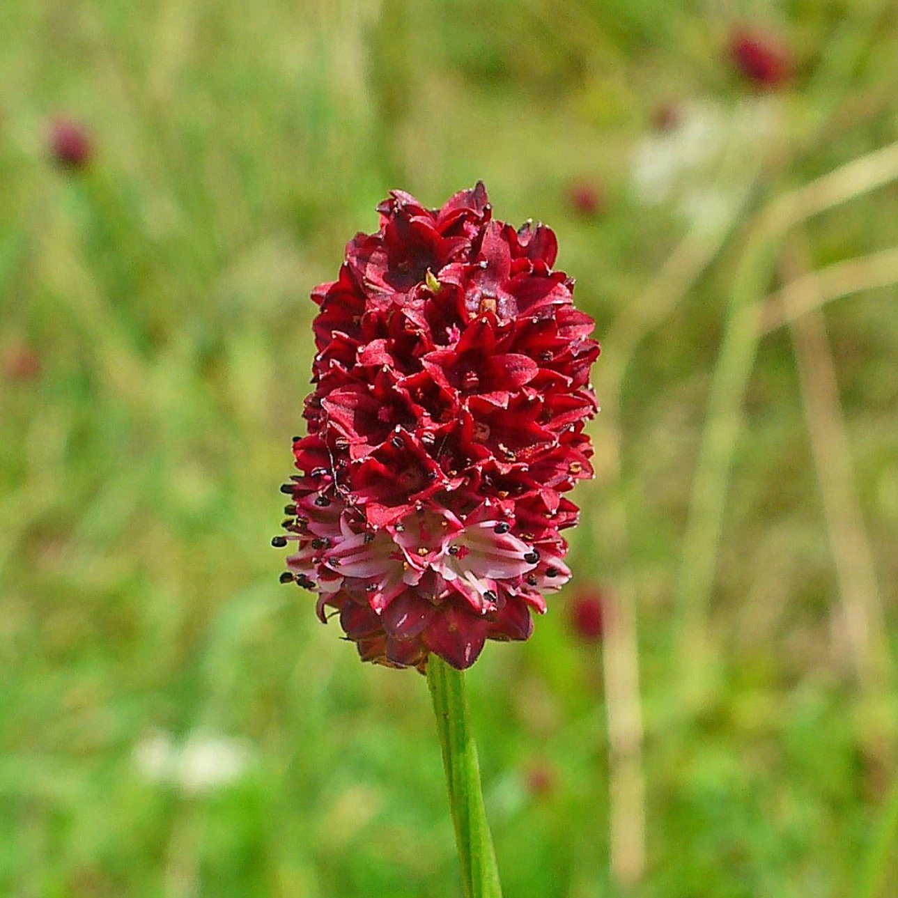 FuturePlanter Alle Pflanzen Im Shop Grosser Wiesenknopf (Sanguisorba Officinalis) 1 FuturePlanter Alle Pflanzen Im Shop Grosser Wiesenknopf (Sanguisorba Officinalis)