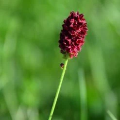 FuturePlanter Alle Pflanzen Im Shop Grosser Wiesenknopf (Sanguisorba Officinalis)