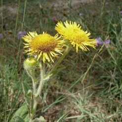 FuturePlanter Alle Pflanzen Im Shop Grosses Flohkraut (Pulicaria Dysenterica) 11 FuturePlanter Alle Pflanzen Im Shop Grosses Flohkraut (Pulicaria Dysenterica)