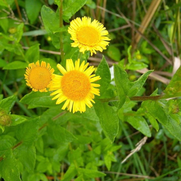 FuturePlanter Alle Pflanzen Im Shop Grosses Flohkraut (Pulicaria Dysenterica) 5 FuturePlanter Alle Pflanzen Im Shop Grosses Flohkraut (Pulicaria Dysenterica)